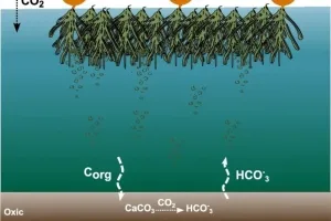 몸에 좋은 해조류, 지구에도 좋은 이유는?