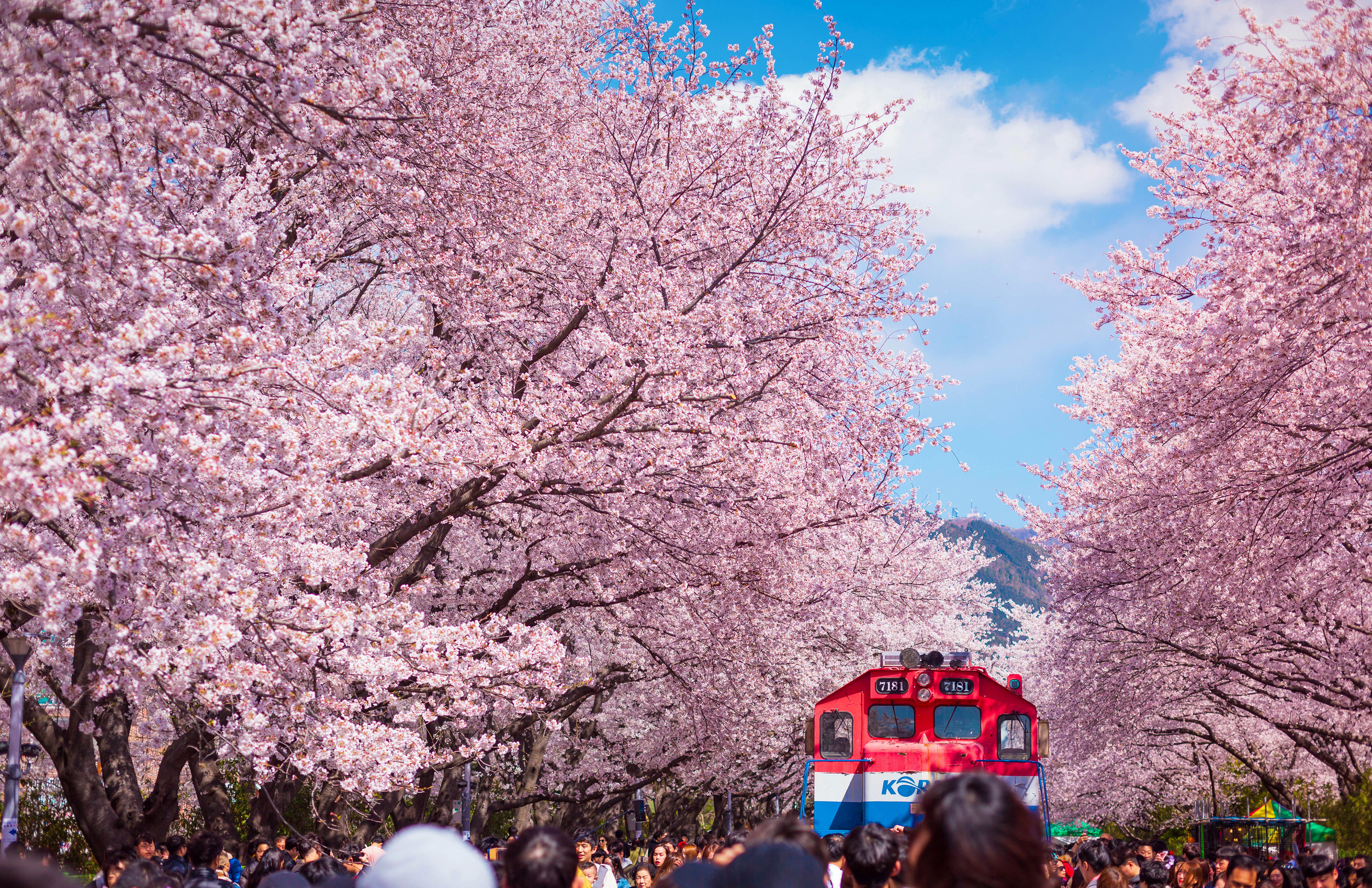 thumbnail - 놓치면 1년…올봄 미리 예약해야 할 국내 여행지 7곳
