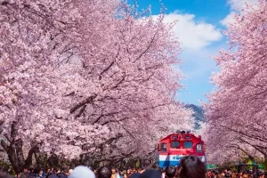 놓치면 1년…사람들이 벌써 예약하는 올봄 국내 여행지 7선