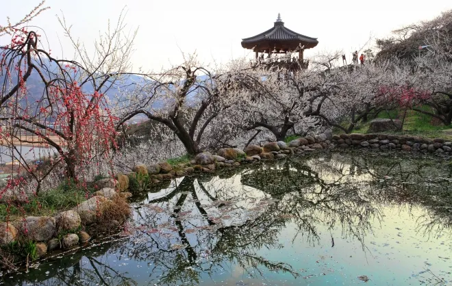 전남 광양 매화마을에서 매화가 피기 시작한 가운데 연못과 정자가 어우러진 봄 풍경이 펼쳐지고 있다. 123rf