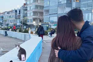 고양이의 천국, 튀르키예에서 사진 찍는 방법