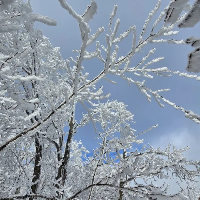 가지산의 눈꽃 모습