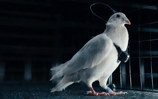 러시아 스타트업 네이리 그룹이 개발 중인 비둘기 드론. 네이리 그룹 제공