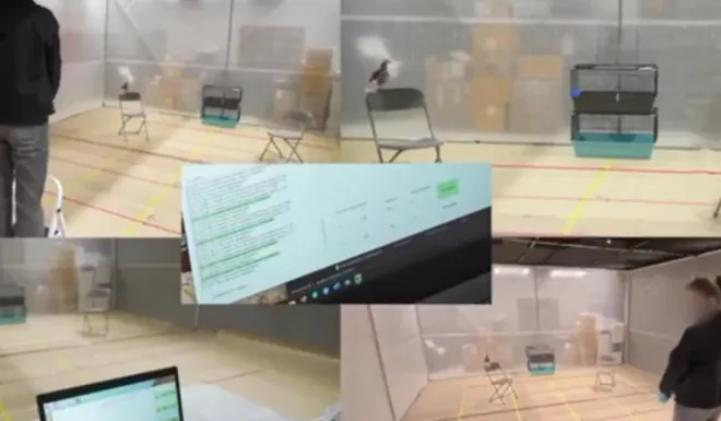 비둘기를 상대로 연구 중인 네이리 그룹 연구원들