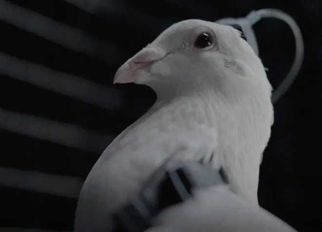 러시아 스타트업 네이리 그룹이 개발 중인 비둘기 드론. 네이리 그룹 제공