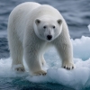 도대체 왜 살이 찌는데?…기후 변화에도 더 건강해진 북극곰, 반전 이유 [핵잼 사이언스]