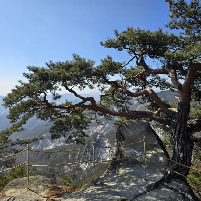 용화산 만장봉의 암릉 소나무