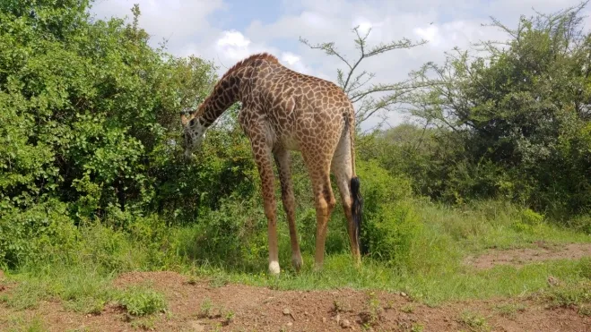 나이로비 국립공원에서 만난 야생 기린의 모습이다. 이 곳은 사자, 코뿔소, 코끼리 등 야생동물들을 인간으로부터 지키기 위해 만든 곳이며, 특히 상아를 노린 밀렵으로부터 코끼리의 멸종을 지키기 위한 공간과 노력이 곳곳에 남아 있다.