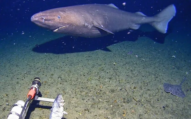 남극 해역에서 카메라에 포착된 남방 잠꾸러기 상어(Southern sleeper shark). AP 연합뉴스