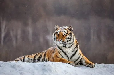 thumbnail - ‘맹수의 제왕’ 호랑이가 왜…수백마리 ‘간헐적 단식’ 돌입, 이유 알고보니