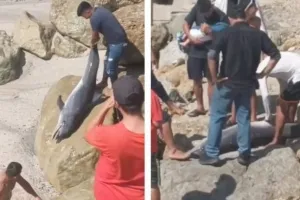 좌초한 돌고래에 ‘묻지마 만행’…경찰도 멀뚱멀뚱 쳐다만 봤다