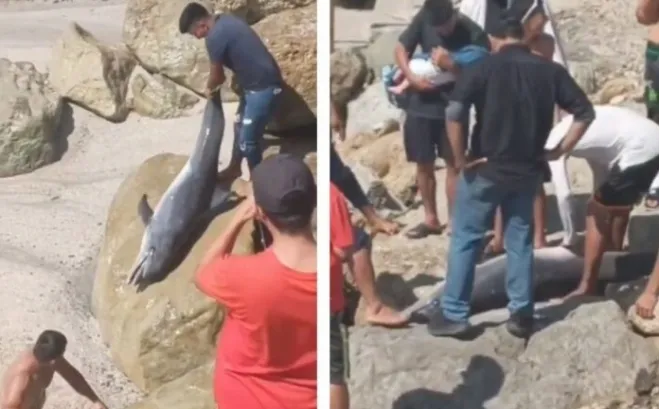 thumbnail - 좌초한 돌고래에 ‘묻지마 만행’…경찰도 멀뚱멀뚱 쳐다만 봤다