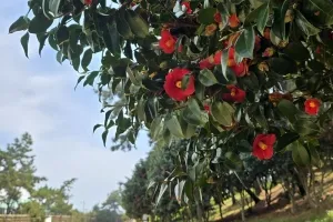 500년 시간을 품은 서천 마량리 동백나무숲