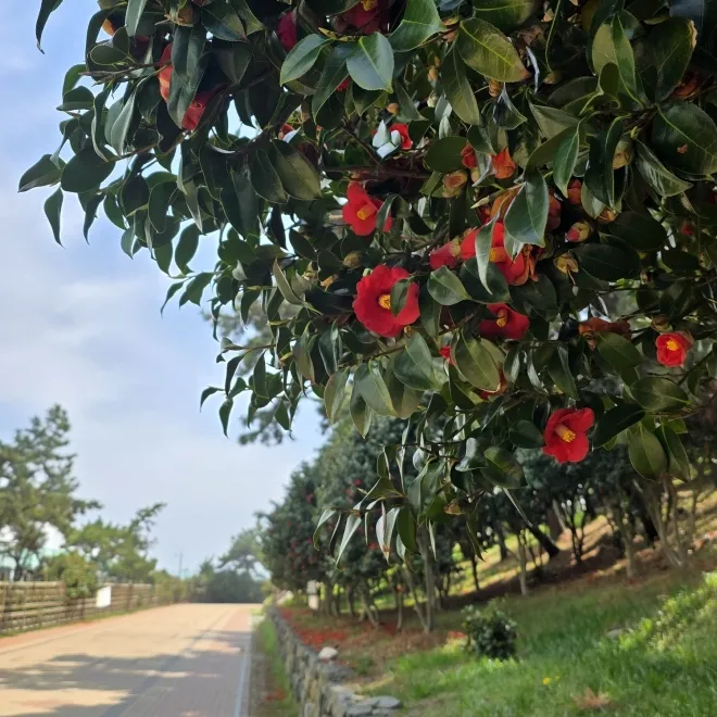 thumbnail - 500년 시간을 품은 서천 마량리 동백나무숲