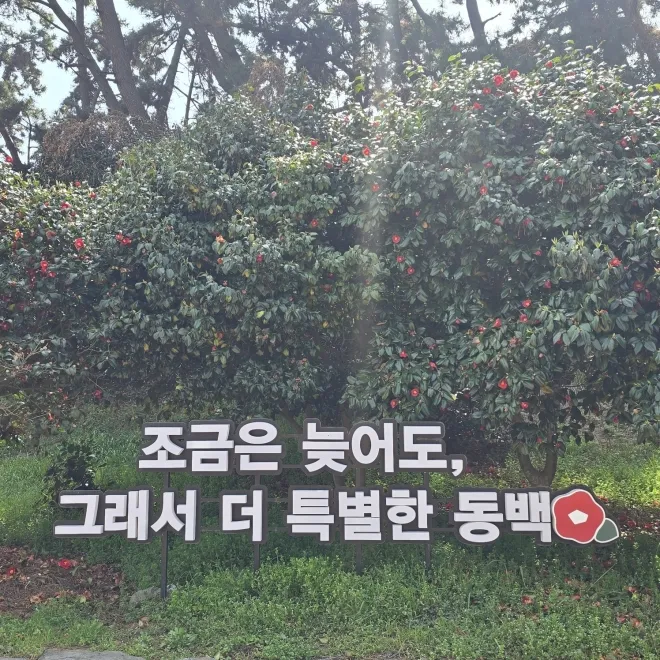 마량리 동백나무숲길 풍경