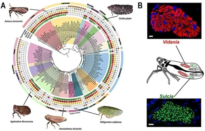 연구에서 발견된 공생 미생물의 분석 계통도. 네이처 커뮤니케이션즈 캡처