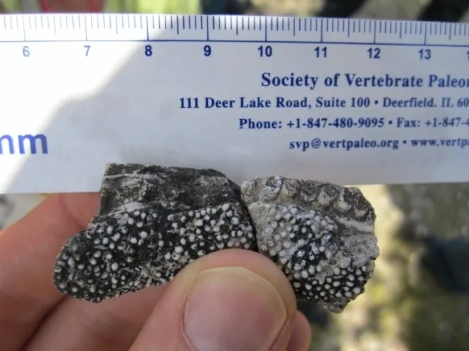 타니카의 턱뼈 화석. Ken Angielczyk, Field Museum