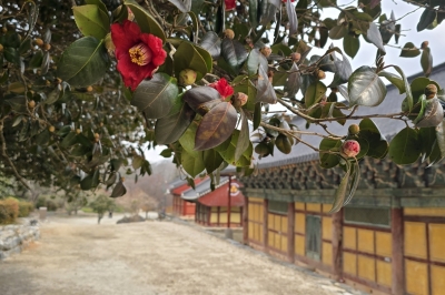 thumbnail - 붉은 동백으로 물드는 봄, 고창 선운사 동백나무숲