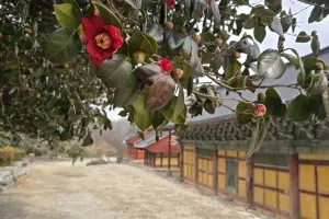 붉은 동백으로 물드는 봄, 고창 선운사 동백나무숲