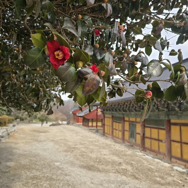 thumbnail - 붉은 동백으로 물드는 봄, 고창 선운사 동백나무숲