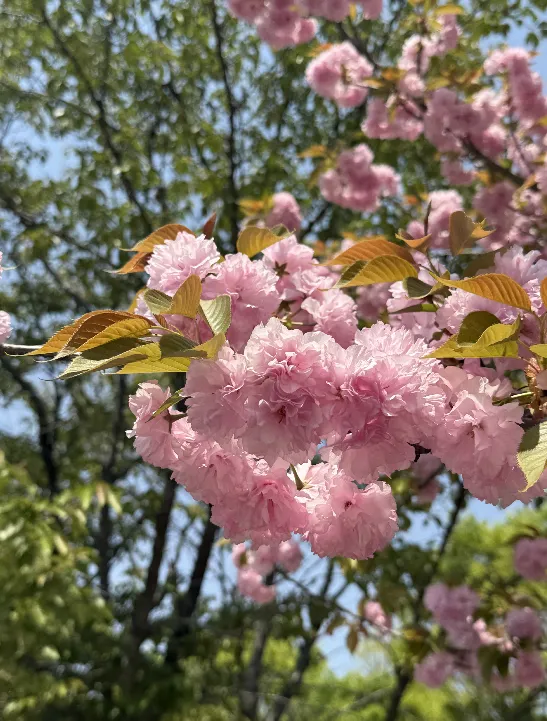 미사경정공원에 핀 겹벚꽃 모습. 일반 벚꽃보다 꽃잎이 겹겹이 쌓여 풍성한 형태를 이루는 것이 특징이다.