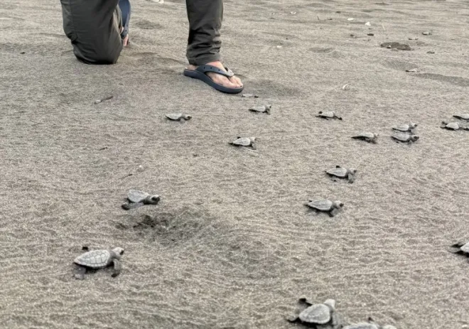파나마 산란지에서 부화한 새끼바닥거북들이 바다로 들어가고 있다. 미암비엔테 캡처