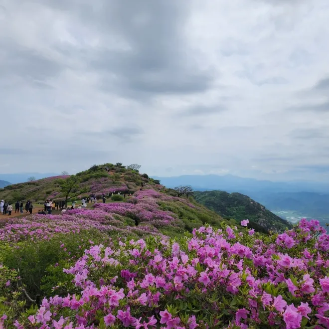 황매산 철쭉 군락