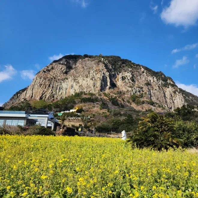 산방산과 유채꽃밭