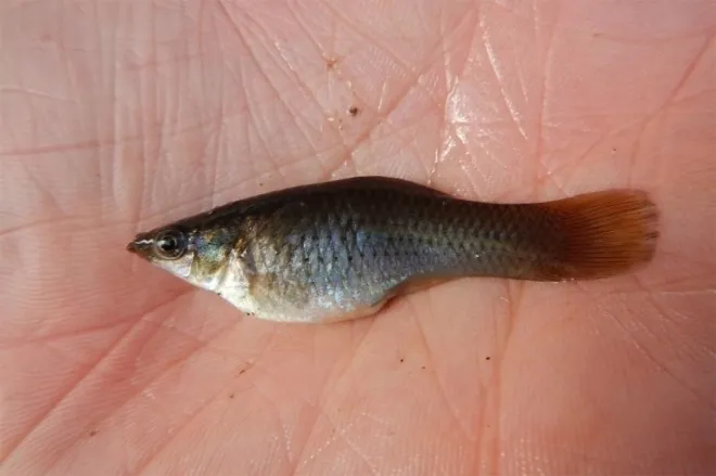아마존 몰리. Fishes of Texas team / iNaturalist