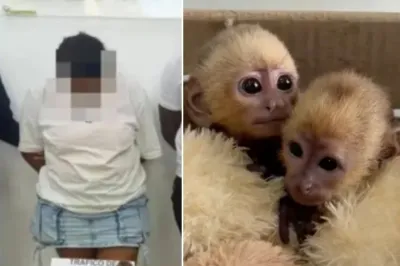 thumbnail - 여성 속옷서 ‘새끼 원숭이’ 나온 사연…비극적인 밀반입 시도 결말