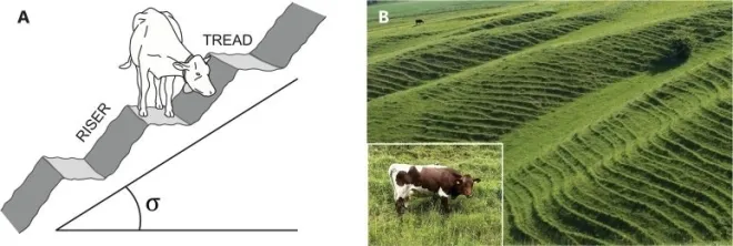 테라세트 지형. CJournal of the Royal Society Interface(2026)