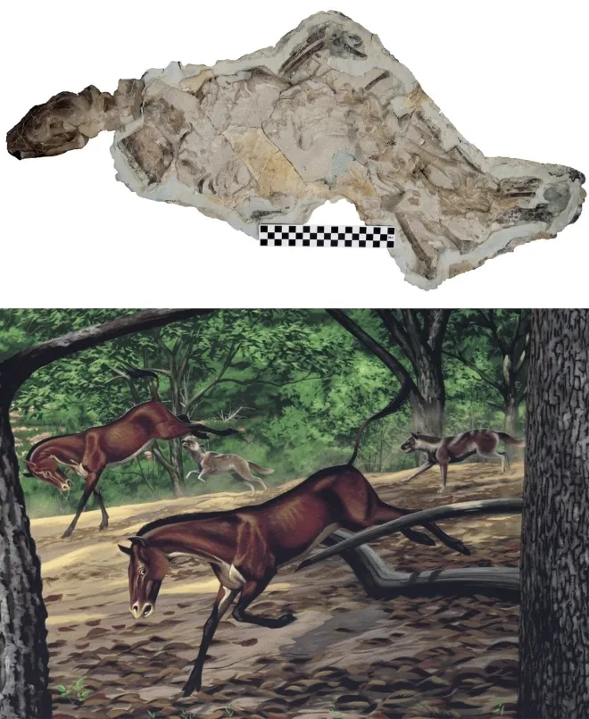 메소키온 코리파에우스의 화석(위)과 복원도(아래). Image courtesy of National Park Service. Mural created by Roger Witter