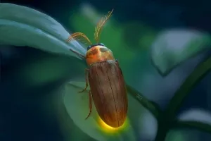 백악기에도 반짝반짝…공룡과 함께 살았던 반딧불이는 왜 반짝였