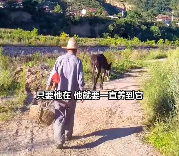 thumbnail - “평생 일했는데 어떻게 팔아”…38살 당나귀와 78세 노인 눈물나는 우정