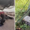 남친과 잠든 20대 여성, 곰에 끌려가 숨져…러, 곰 12마리 사살 [핫이슈]
