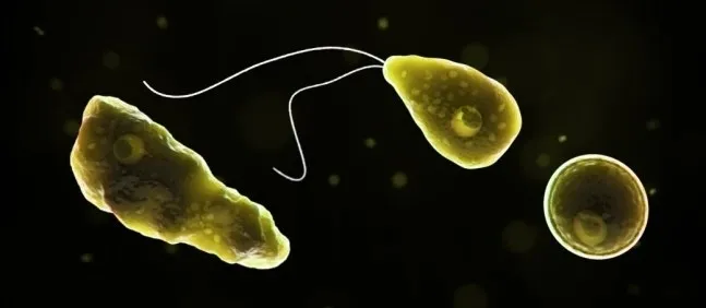 네글레리아 파울러리(Naegleria fowleri). CDC 홈페이지 캡처