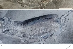 곤충 다리는 늘 6개?…3억년 전 곤충 조상은 ‘24개’였다
